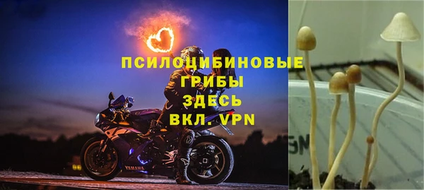 сатива Абинск